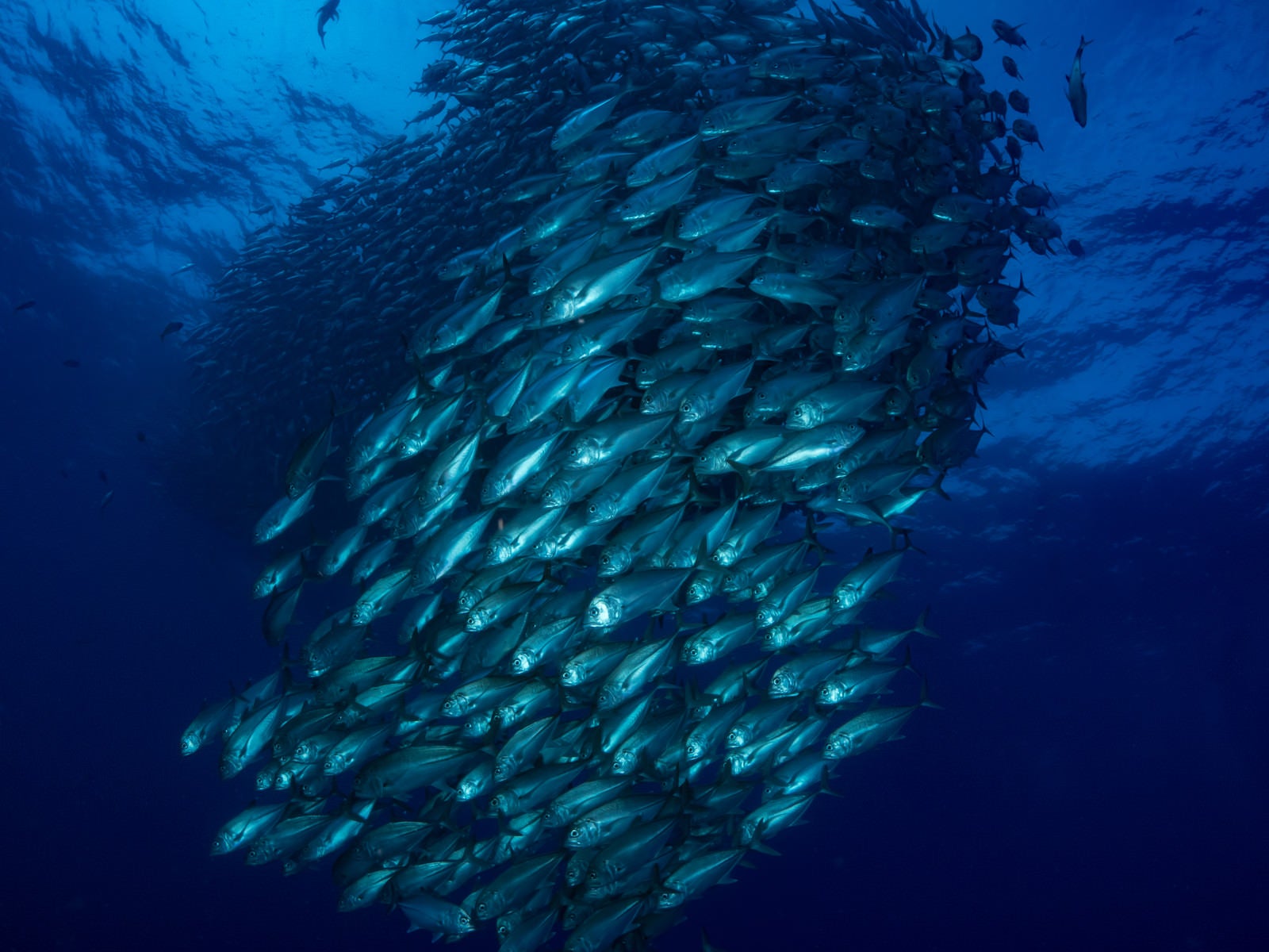 「目の前を泳ぐギンガメアジ群れ（大群）」の写真