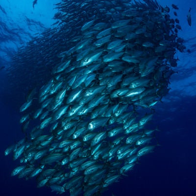 目の前を泳ぐギンガメアジ群れ（大群）の写真