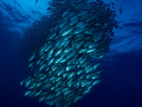 目の前を泳ぐギンガメアジ群れ（大群）の写真