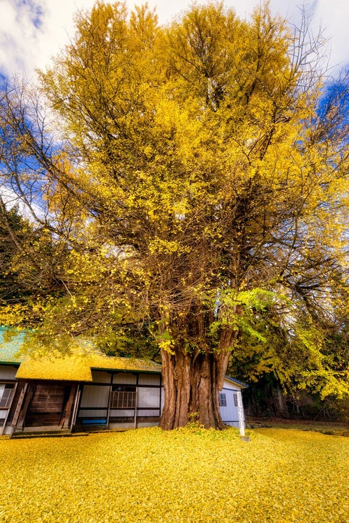 真山寺境内を黄色く覆うイチョウの葉の写真