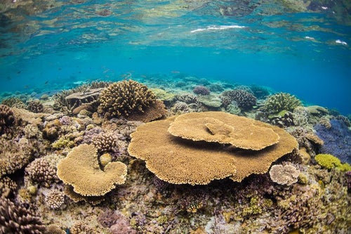 透き通る海「水納島」の珊瑚の写真