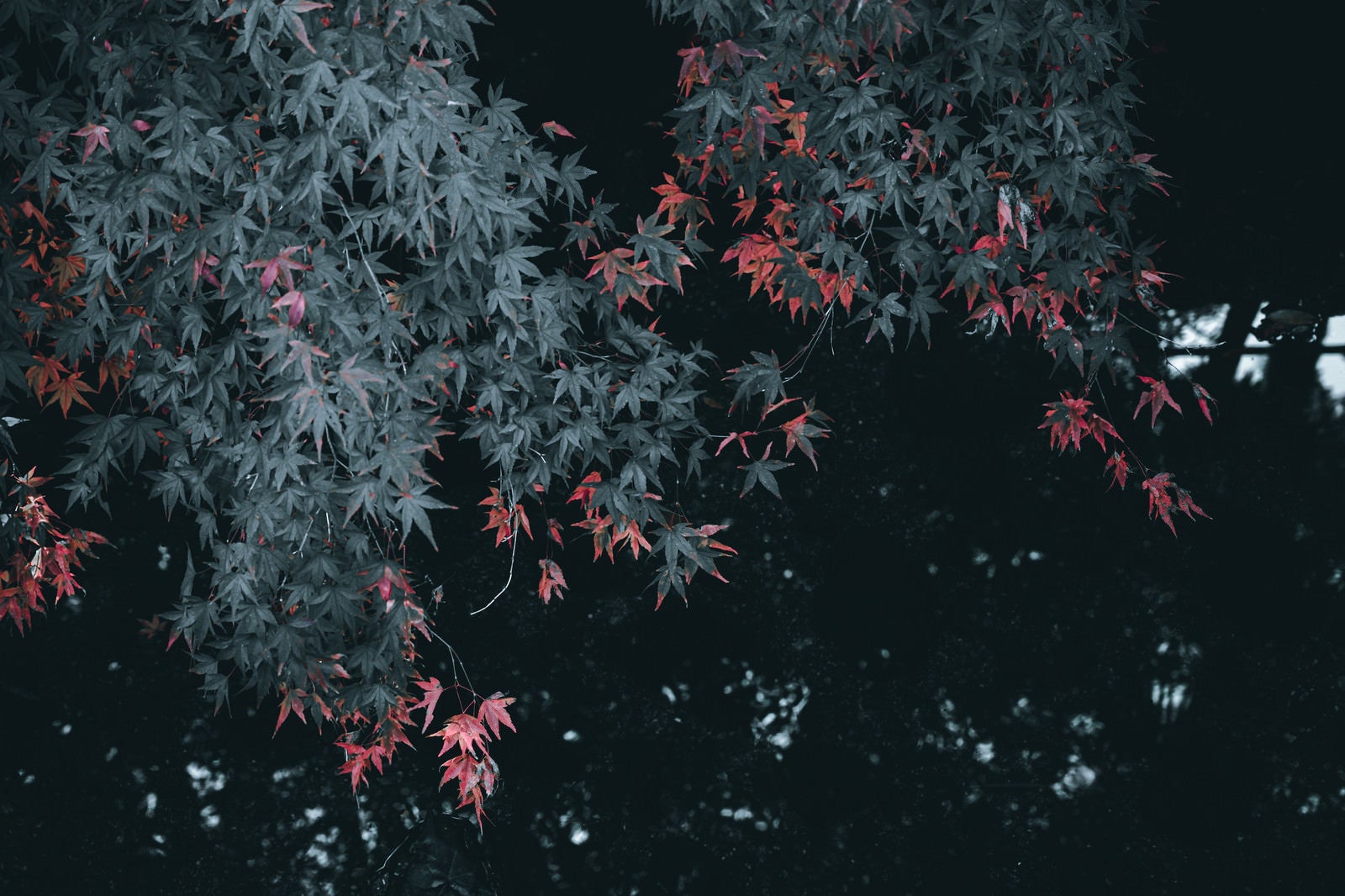 「紅の葉」の写真