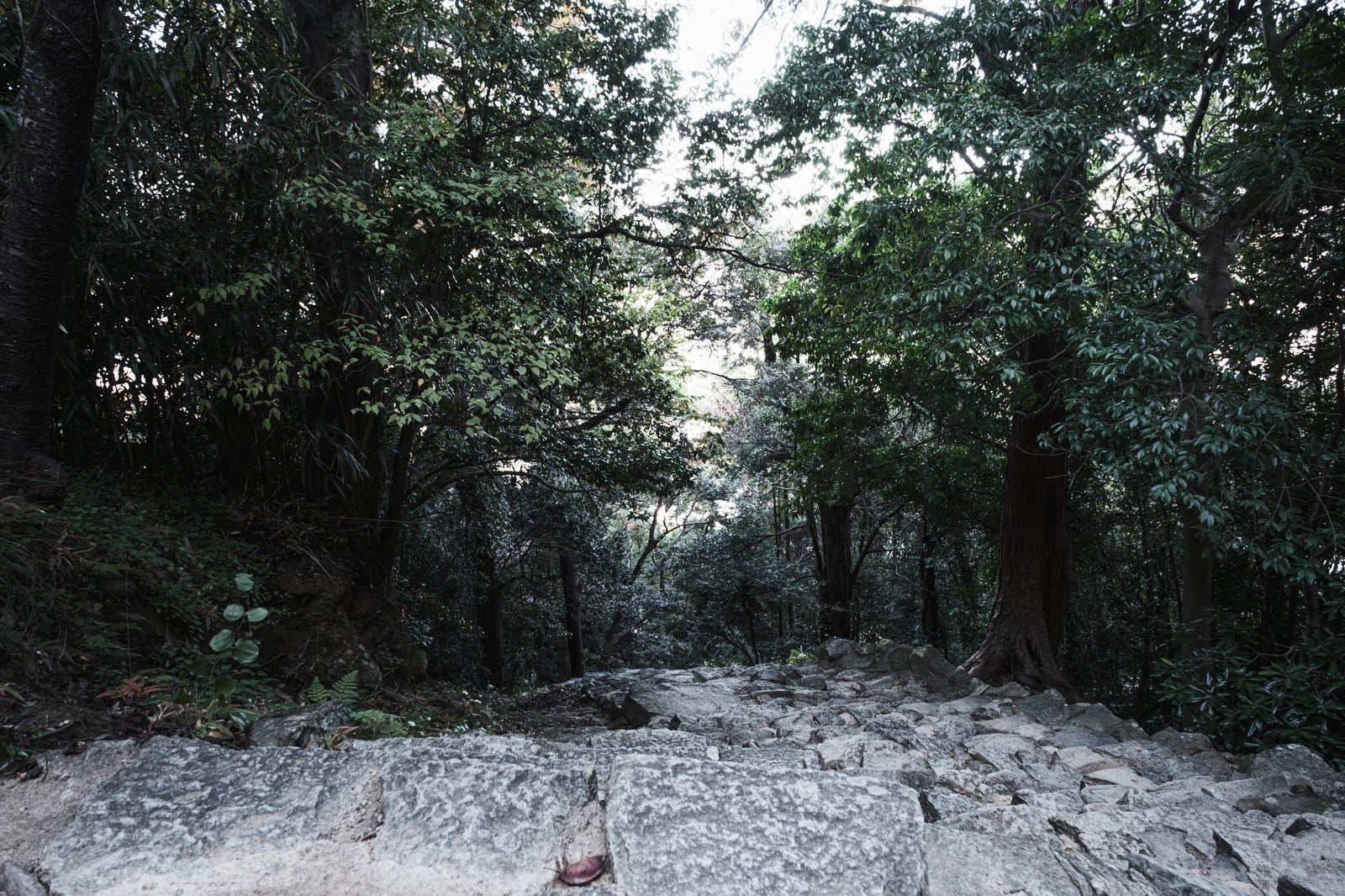 「下りの石段（神倉神社）」の写真
