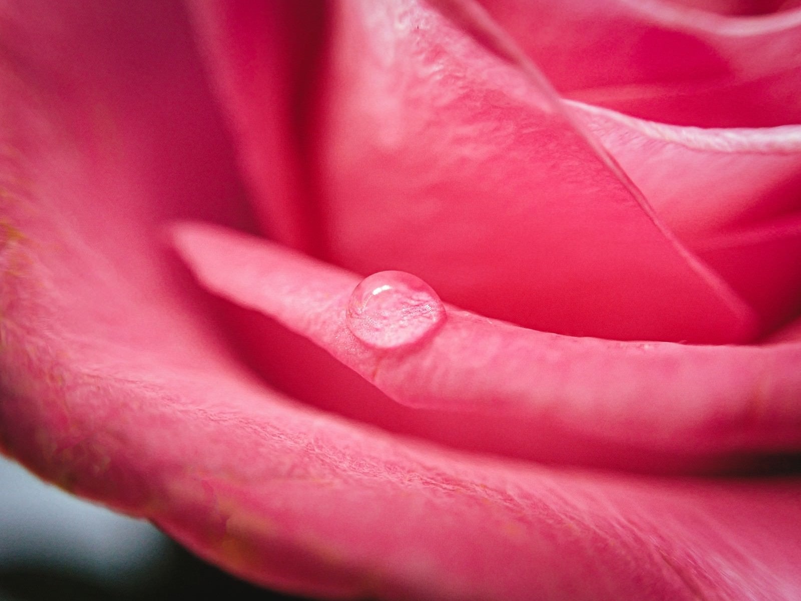 「薔薇の水滴」の写真
