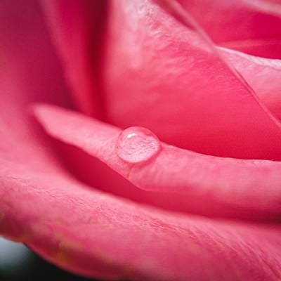 薔薇の水滴の写真