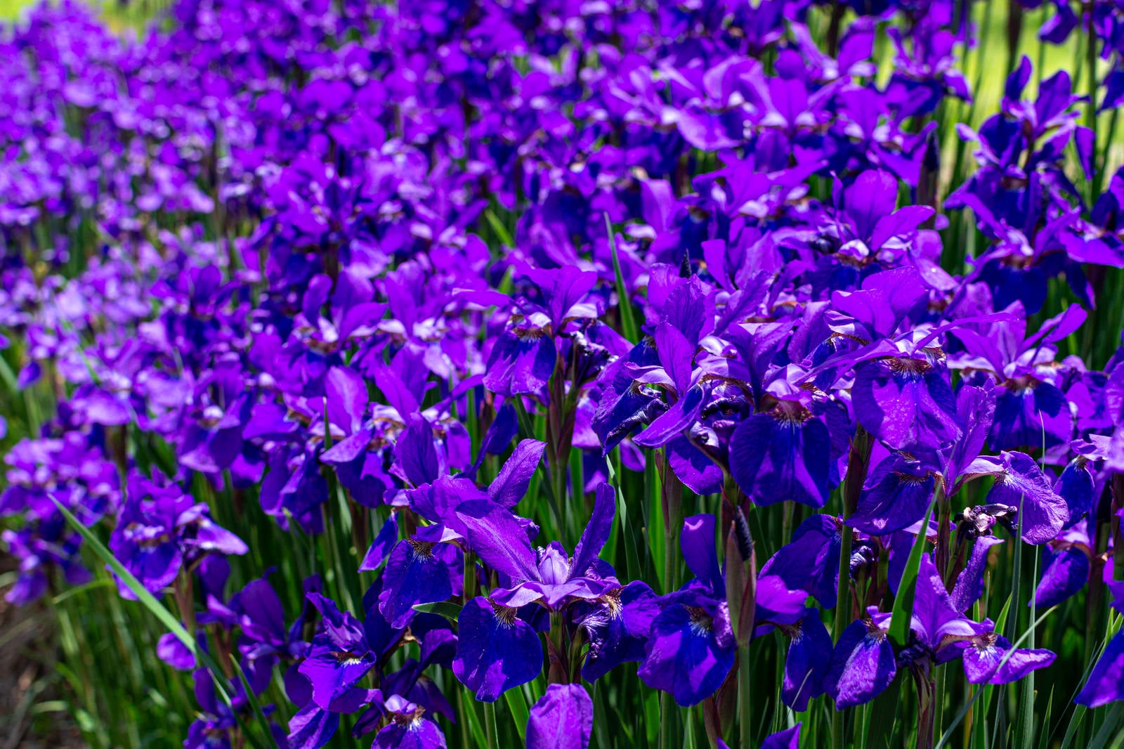 「無数に咲く紫色の花」の写真