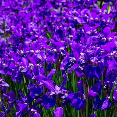 無数に咲く紫色の花の写真