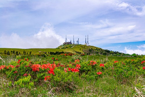 高山植物と電波塔（美ヶ原）の写真