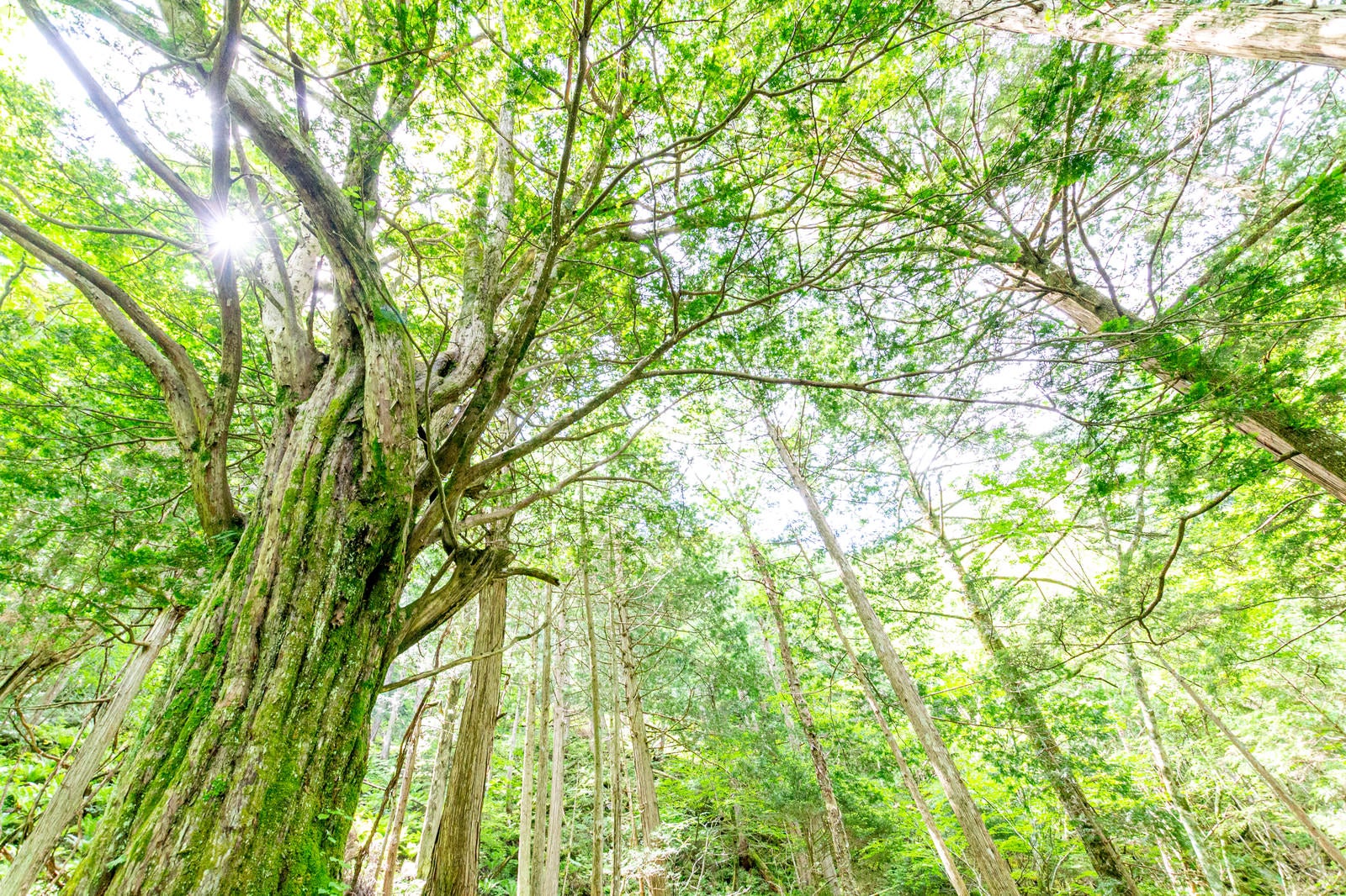 「トガの親木のある森（美ヶ原）」の写真