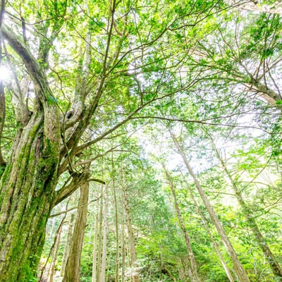 トガの親木のある森（美ヶ原）の写真