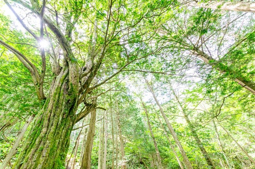 トガの親木のある森（美ヶ原）の写真