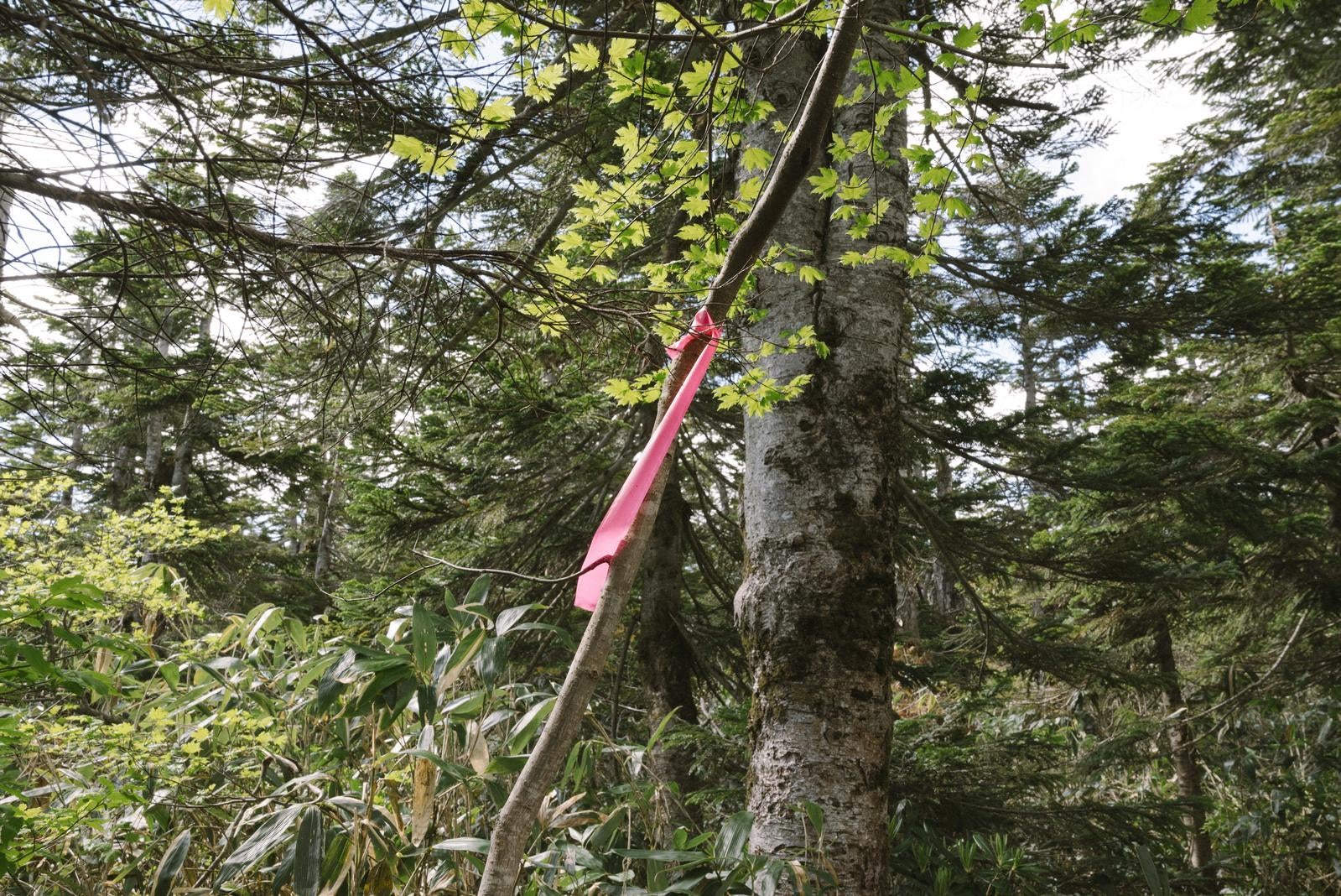 「平ヶ岳の木々に巻かれたピンクテープ」の写真