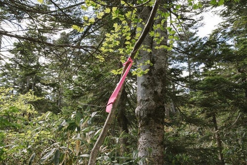 平ヶ岳の木々に巻かれたピンクテープの写真