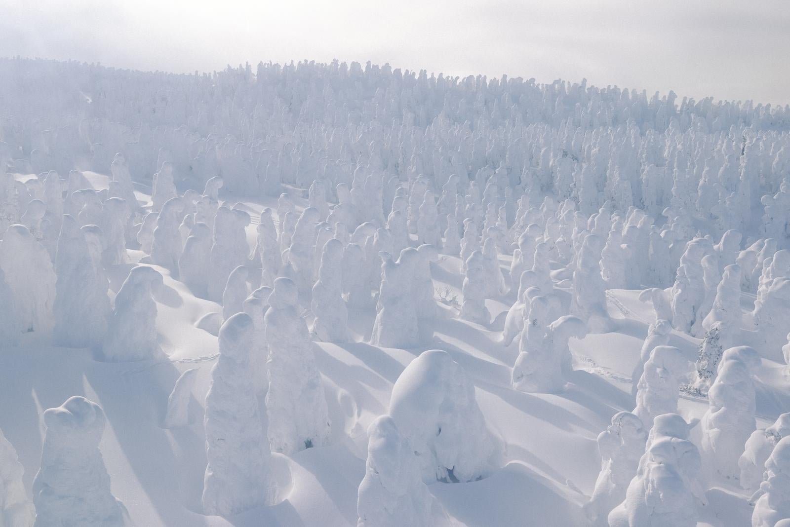 「ロープウェイから見下ろす樹氷が彩る壮大な雪の世界」の写真