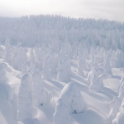 ロープウェイから見下ろす樹氷が彩る壮大な雪の世界の写真