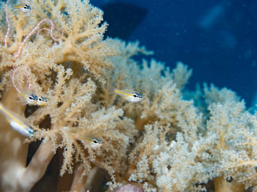 イエローストライプドカーディナルフィッシュと珊瑚の写真
