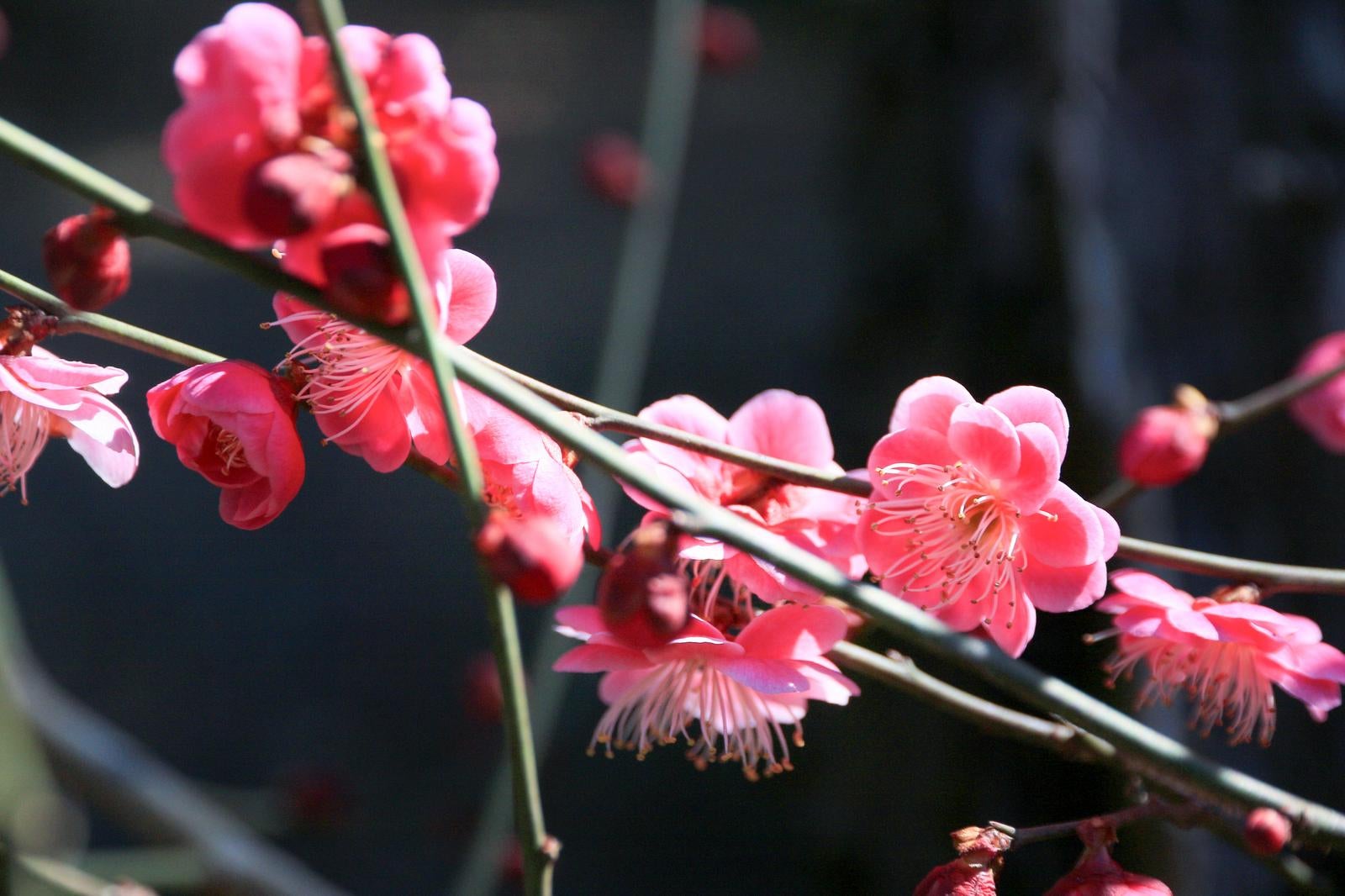 暗い背景に浮かび上がる紅梅の花としべのクローズアップ