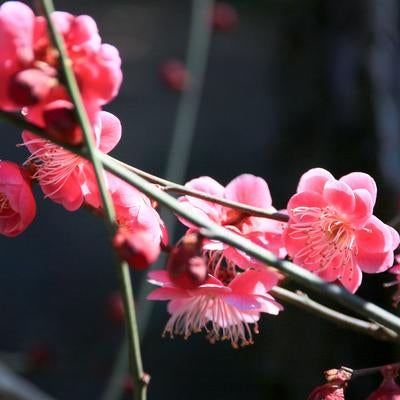 枝に咲く紅梅の写真