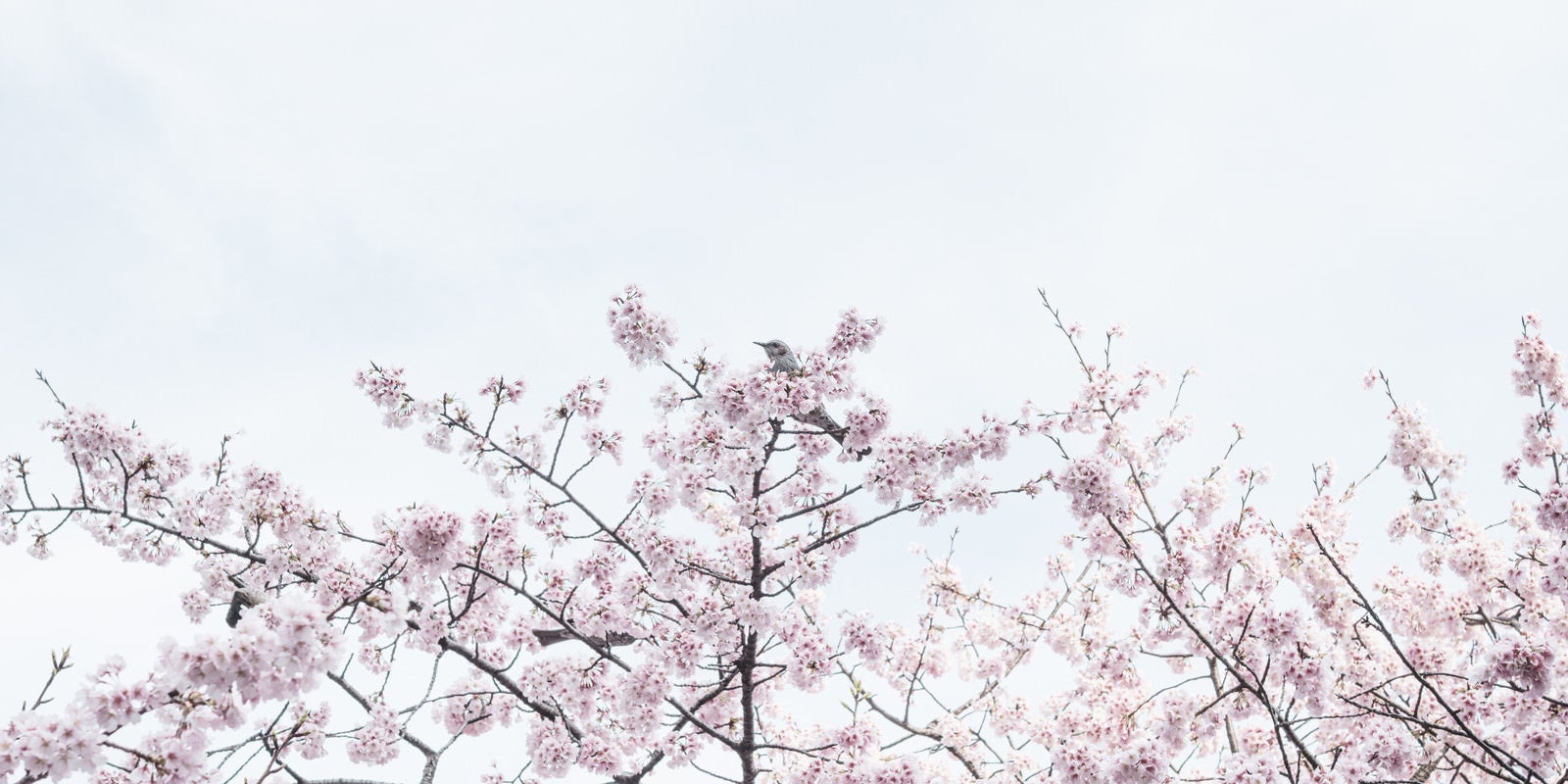 「満開の桜と野鳥」の写真