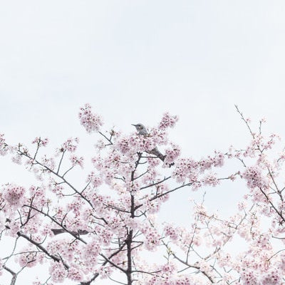 満開の桜と野鳥の写真