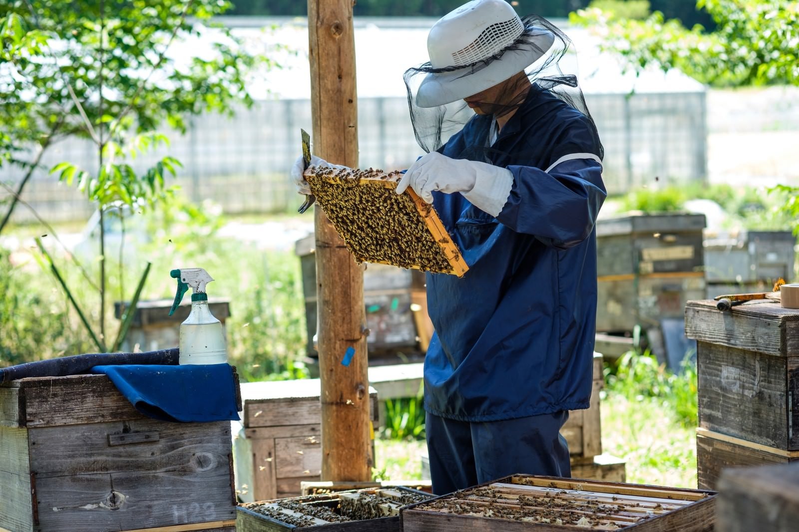 「蜜蜂の生態チェックを行う養蜂家」の写真