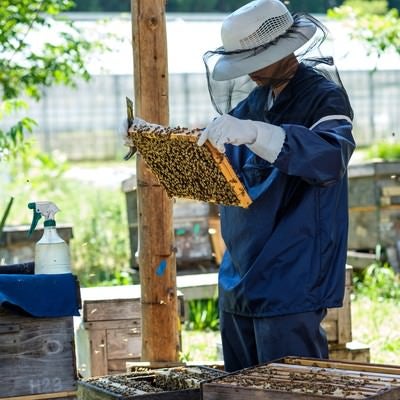 蜜蜂の生態チェックを行う養蜂家の写真