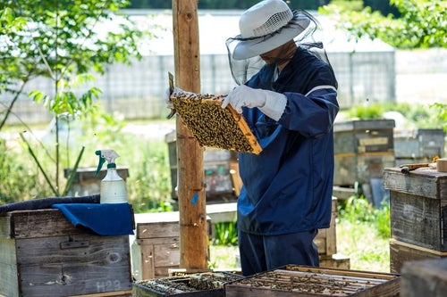 蜜蜂の生態チェックを行う養蜂家の写真