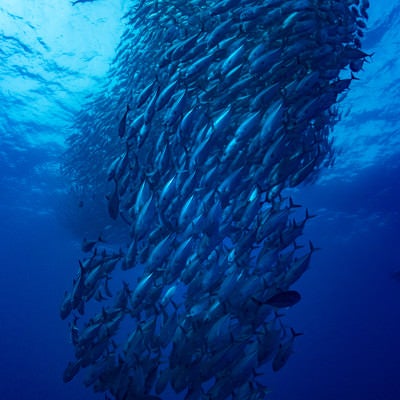 ギンガメアジの大群（海中）の写真