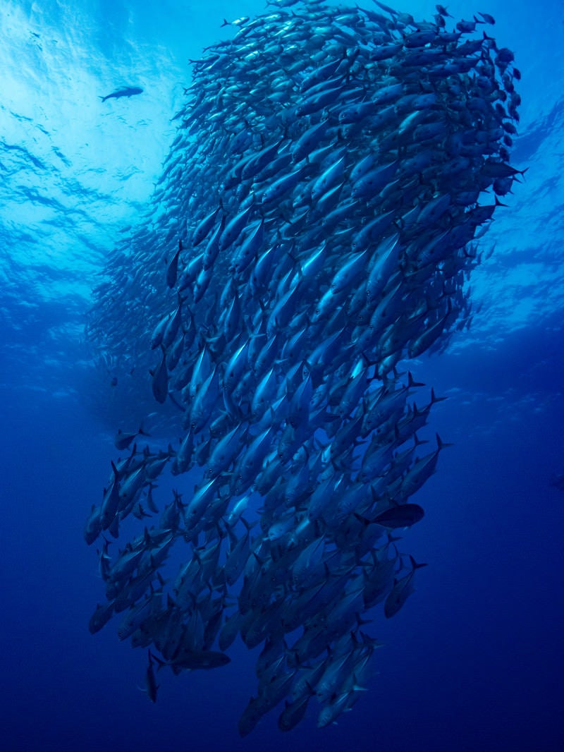 「ギンガメアジの大群（海中）」の写真