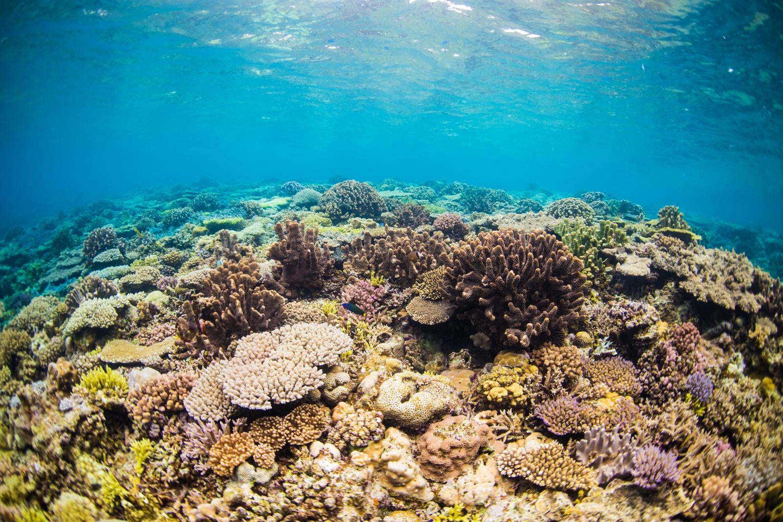 「水納島の透き通る海と珊瑚礁」の写真