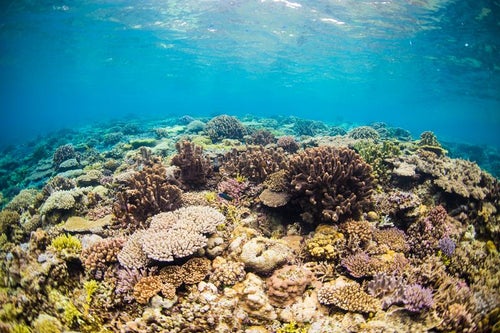 水納島の透き通る海と珊瑚礁の写真