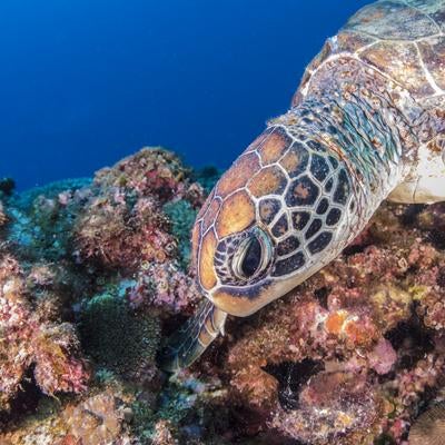 沖縄の海を泳ぐ海亀の写真