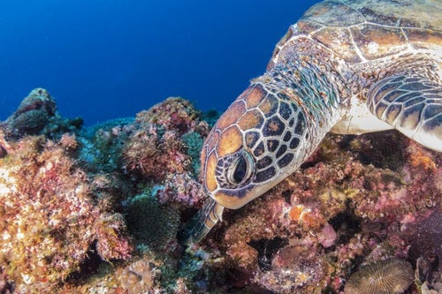 沖縄の海を泳ぐ海亀の写真