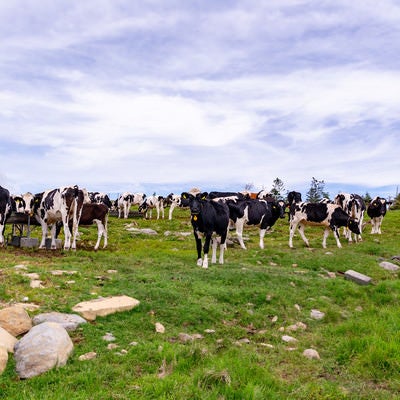 高原に放牧された牛（美ヶ原）の写真