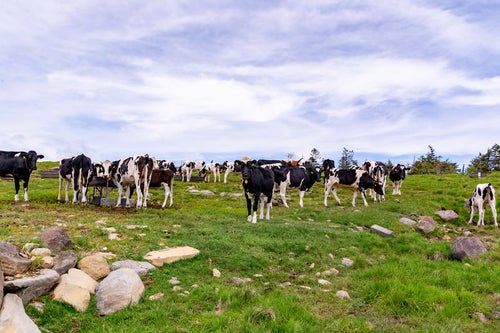 高原に放牧された牛（美ヶ原）の写真