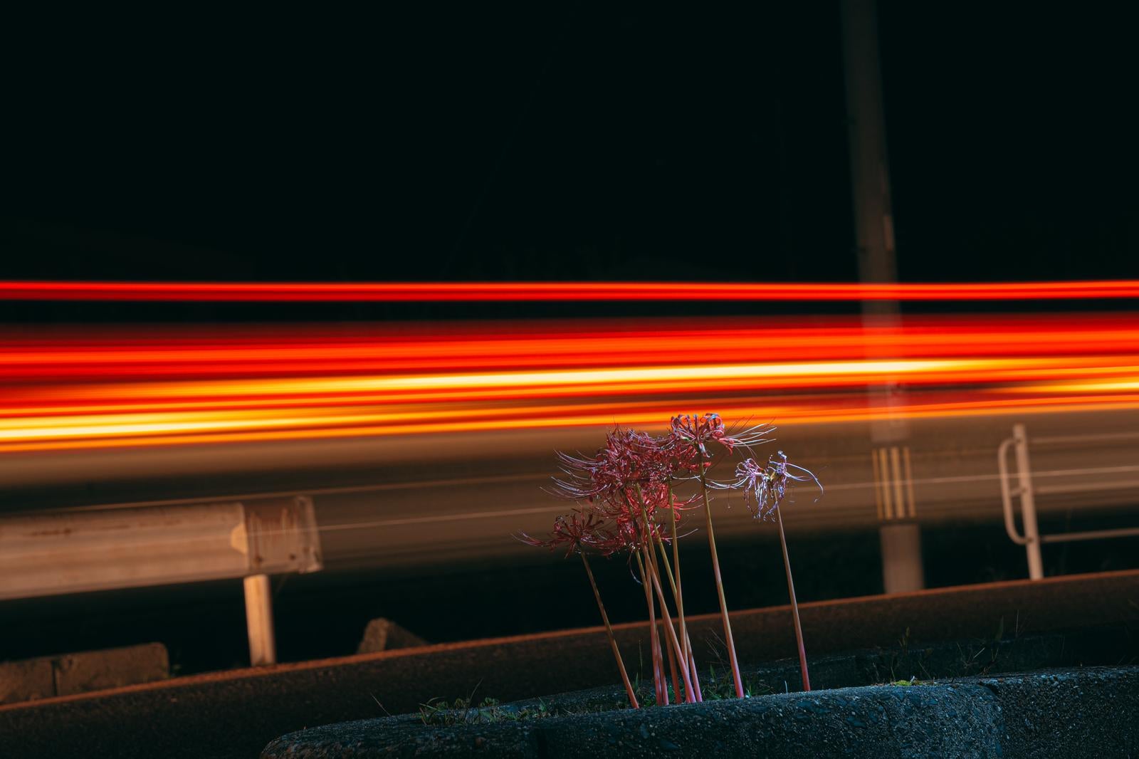 「夜の赤い光線とガード横の彼岸花」の写真