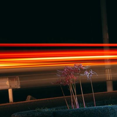 夜の赤い光線とガード横の彼岸花の写真