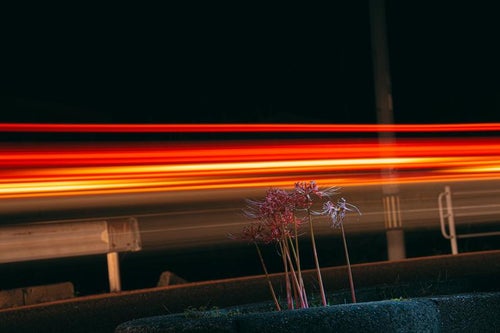 夜の赤い光線とガード横の彼岸花の写真