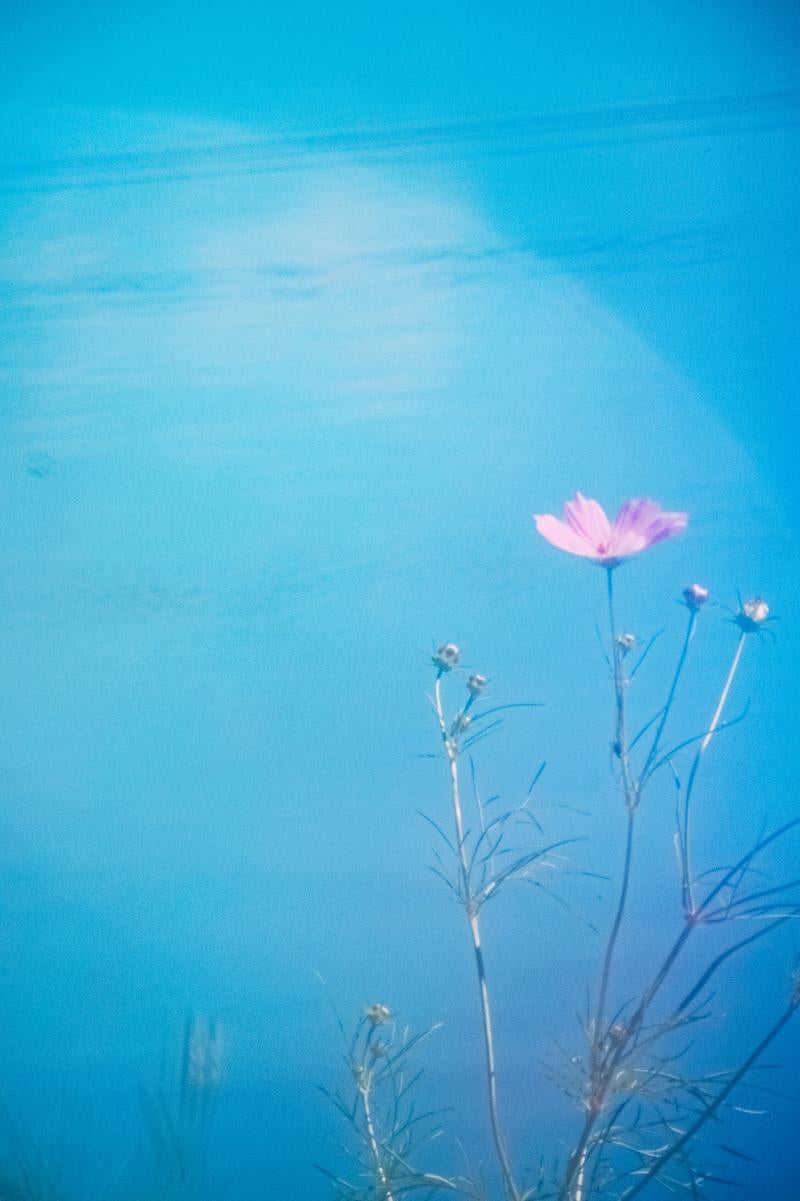 「開花はじめの秋桜と」の写真