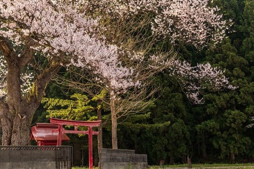 小さな祠と桜の写真