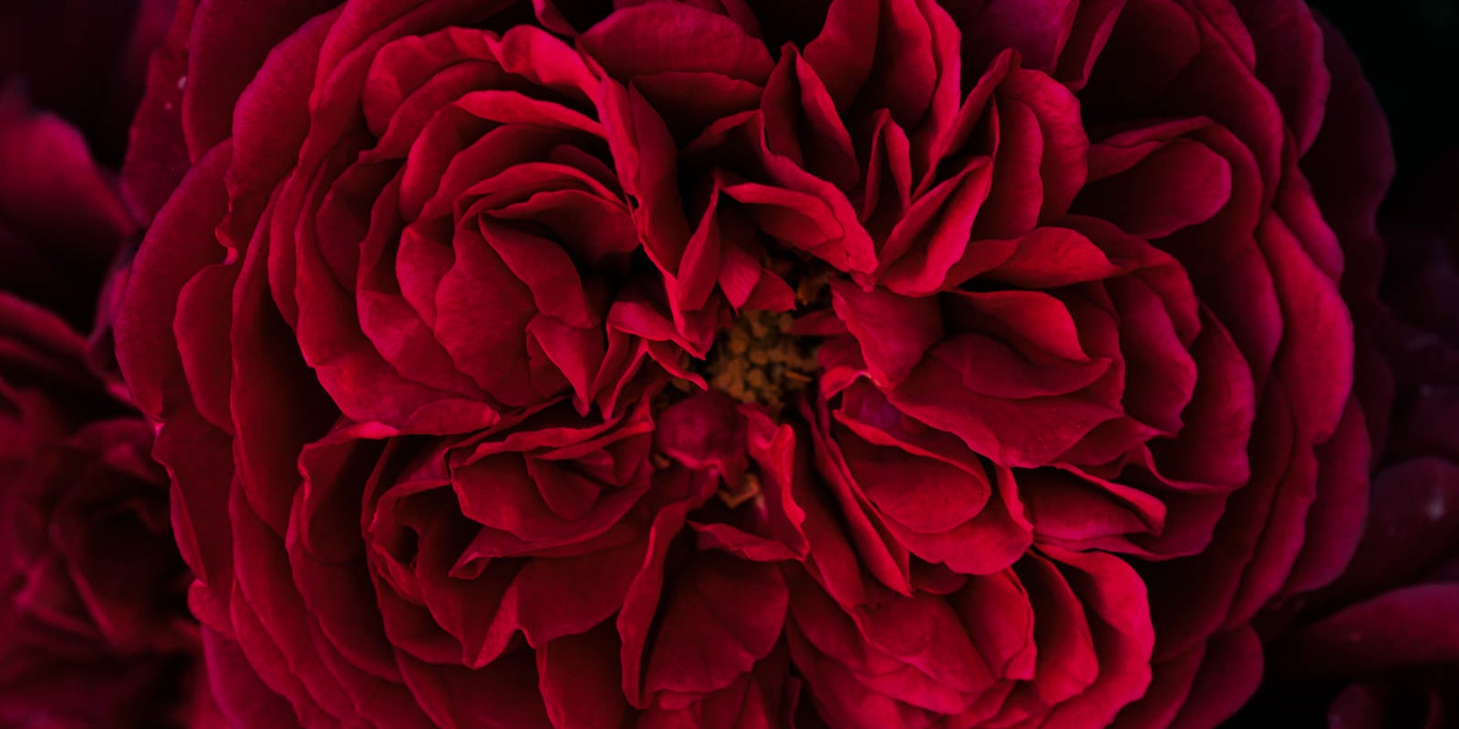 「幾重にも重なる麗しい赤い花びら」の写真