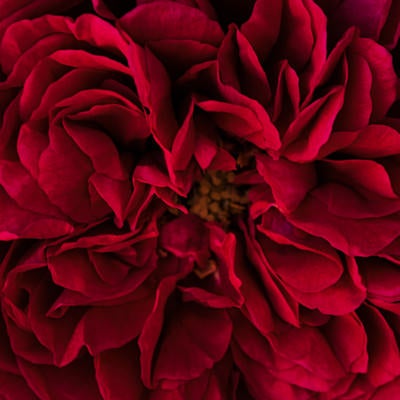 幾重にも重なる麗しい赤い花びらの写真