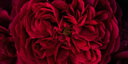 幾重にも重なる麗しい赤い花びらの写真