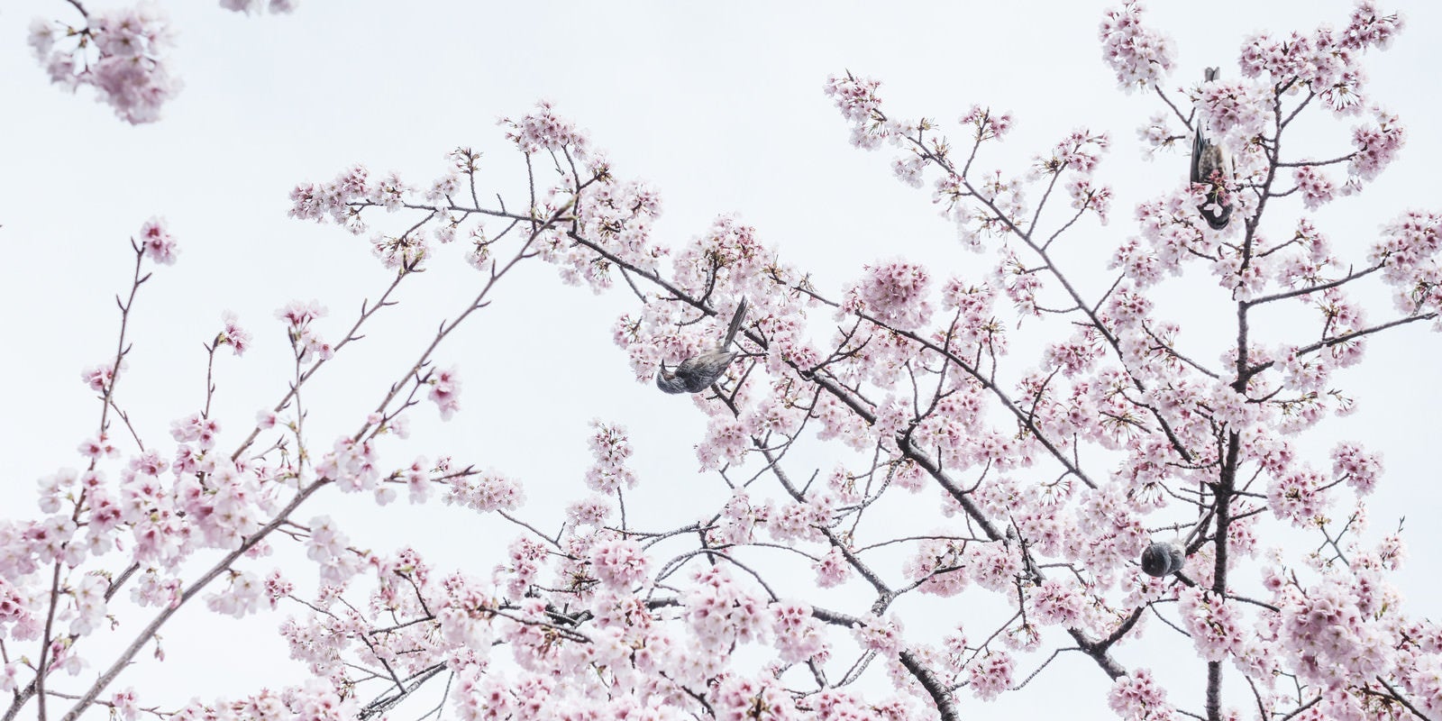 「桜の花蜜を好む野鳥」の写真