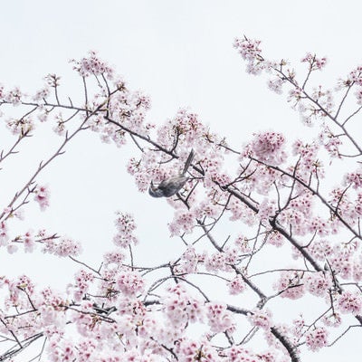 桜の花蜜を好む野鳥の写真