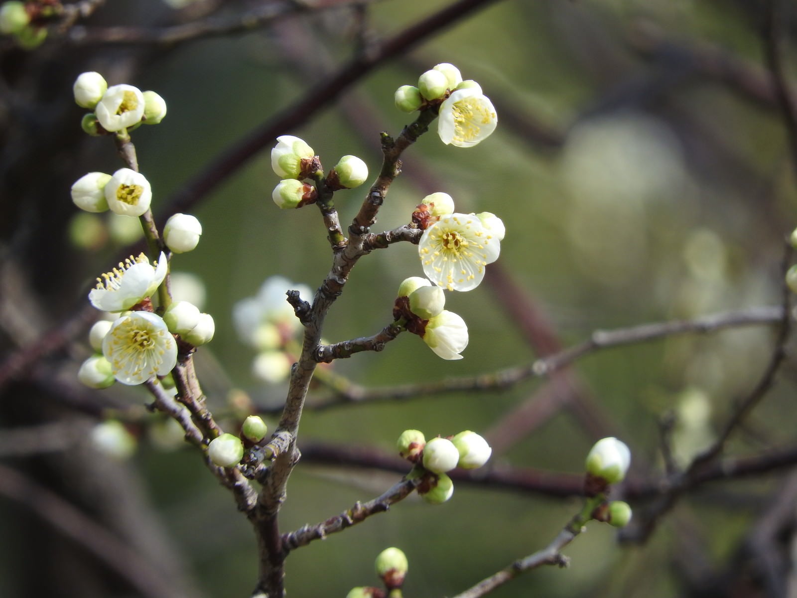 「咲き始めた白梅の花」の写真