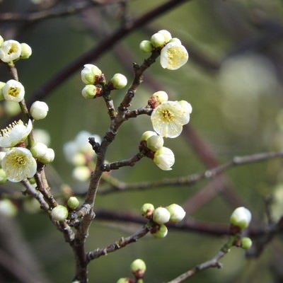 咲き始めた白梅の花の写真