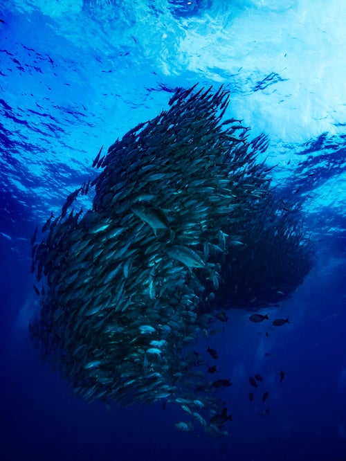 ギンガメアジの魚群トルネードの写真