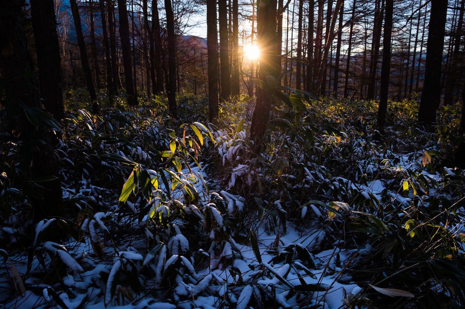 「哀愁漂う冬山の夕暮れ」の写真