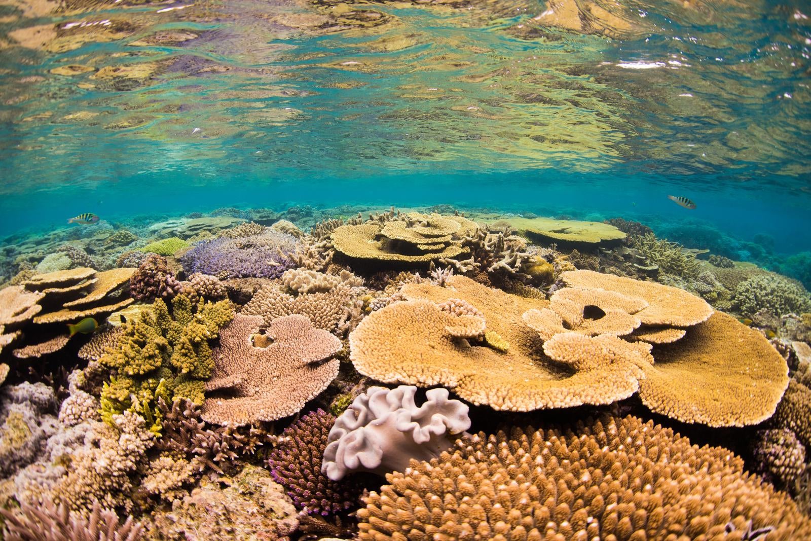 「サンゴの楽園、水納島の海中冒険」の写真